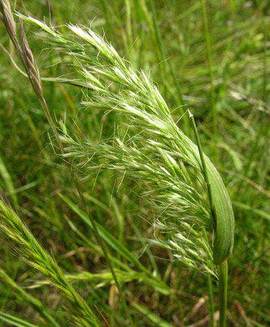 Trisetum flavescens