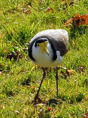 Vanellus miles masked lapwing front
