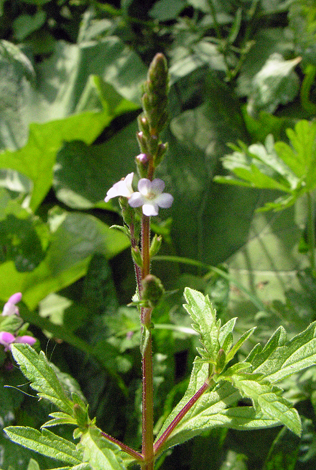 Verbena officinalis close