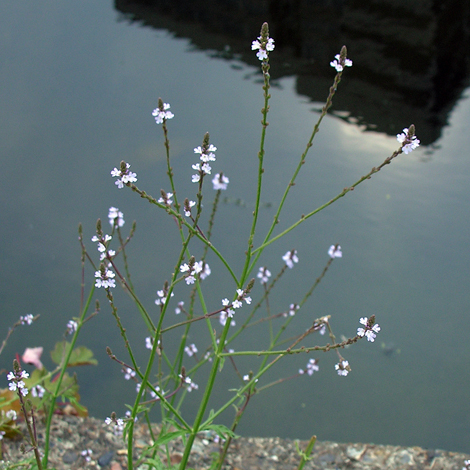 Verbena officinalis whole