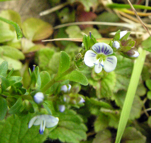 Veronica serpyllifolia ssp seryllifolia