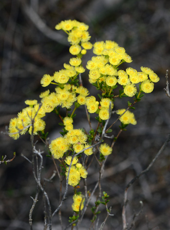 Verticordia endlicheriana close