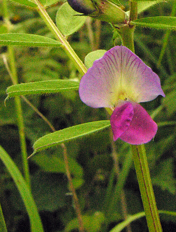 Vicia sativa ssp segetalis close