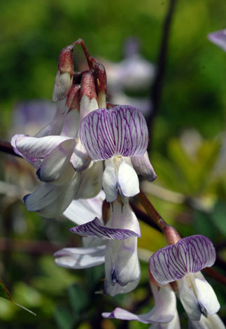 Vicia sylvatica close