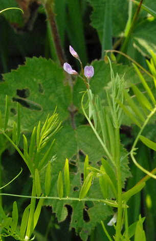 Vicia tetrasperma whole