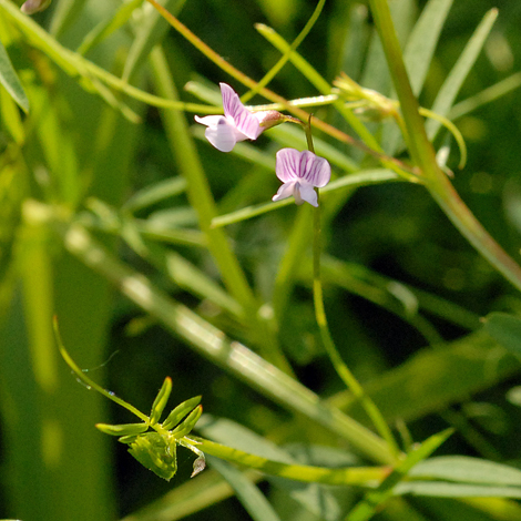 Vicia tetrasperma close