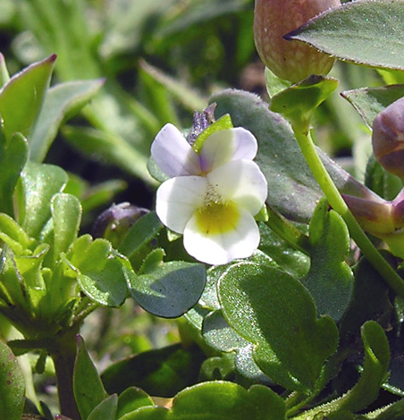 Viola kitaibeliana yellow