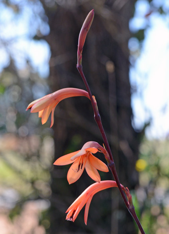 Watsonia meriana var bulbillifera close