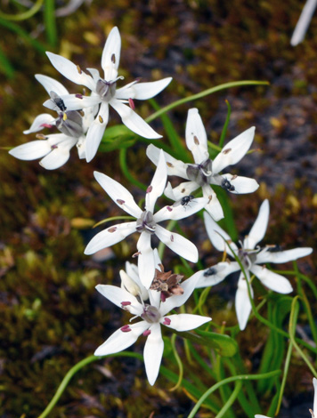 Wurmbea dioica ssp alba close