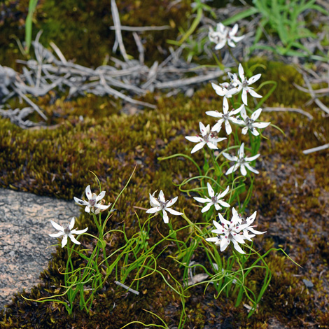 Wurmbea dioica ssp alba whole