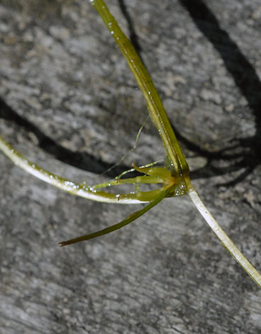 Zannichellia paulustris close